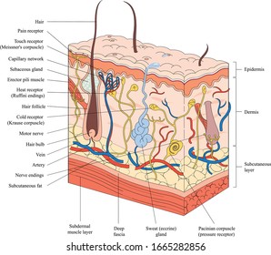 hipodermis