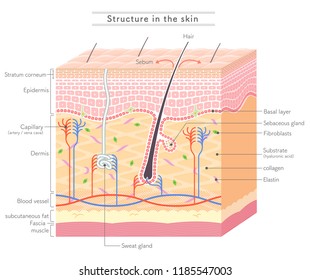 Structure in the skin_English notation 