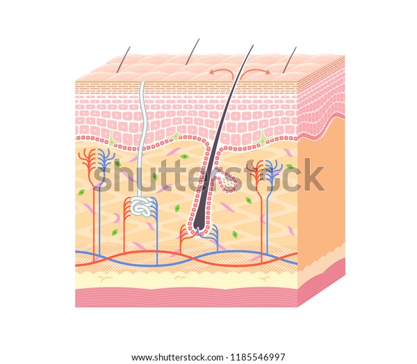 Structure Skin_no Notation Stock Vector (Royalty Free) 1185546997 ...