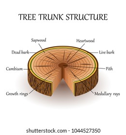 3,768 Tree Cross Section Stock Vectors, Images & Vector Art | Shutterstock