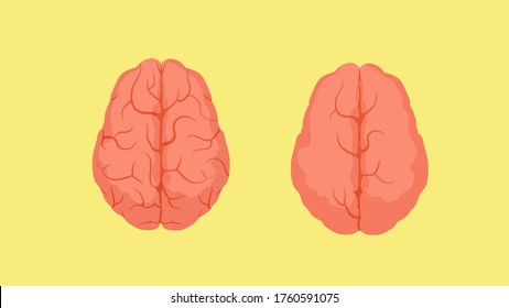 Structure of smart human brain and stupid. Two red crinkle brains one densely covered convolutions second there are almost none anatomical biology creative vector people limited clipart.