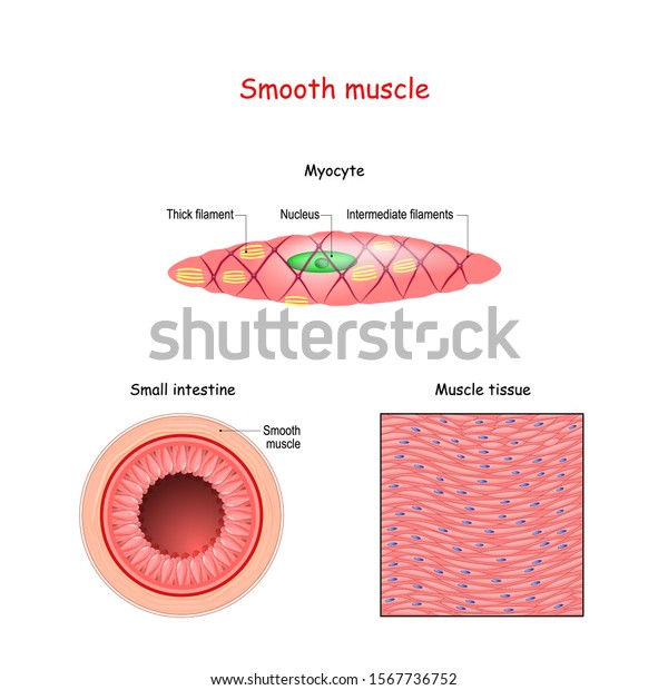 Structure of smooth muscle fibers.\
anatomy of Myocyte. Background of smooth muscle tissue. Set of\
vectors illustrations for education, sports and medical\
use.