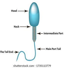 The structure of the sperm. Infographics. Vector illustration on isolated background.