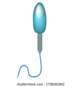 Die Struktur des Spermas. Infografiken. Vector-Abbildung auf isoliertem Hintergrund.