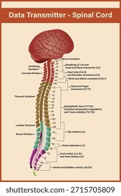 Estrutura da medula espinhal, transmissor de dados da medula espinhal, medula espinhal - anatomia, estrutura, função e nervos da medula espinhal 