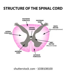 The Structure Of The Spinal Cord. Infographics. Vector Illustration On Isolated Background.