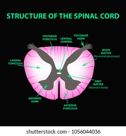 The structure of the spinal cord. Infographics. Vector illustration on black background.