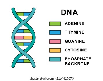 14,653 Deoxyribonucleic Images, Stock Photos & Vectors | Shutterstock