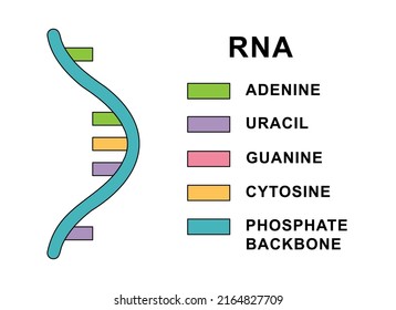 Structure of spiral Ribonucleic acid molecule. RNA molecule with nucleobases structure description - cytosine, guanine, adenine, uracil.