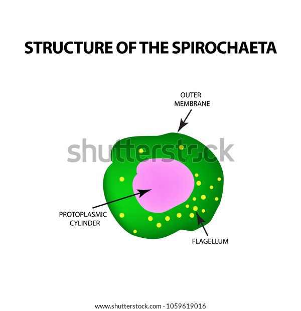 Structure Spirochetes Pale Treponema Causative Agent Stock Vector ...