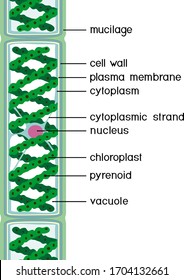 Structure of Spirogyra (charophyte green algae) with titles isolated on white background