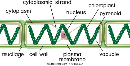 Structure of Spirogyra (charophyte green algae) with titles isolated on white background