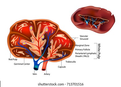 internal body parts spleen