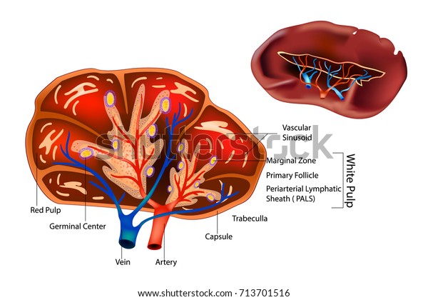 脾臓の構造 脾臓解剖学 断面 のベクター画像素材 ロイヤリティフリー