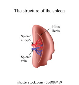 The structure of the spleen. Infographics. Vector illustration.