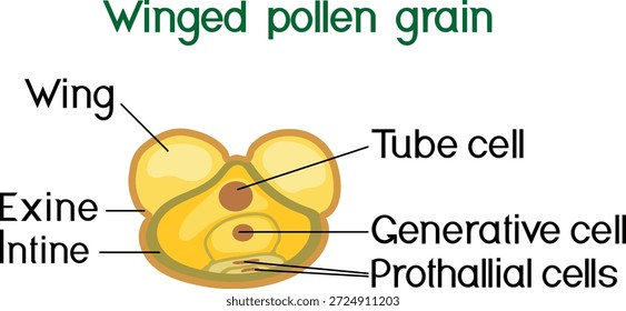 Estructura de grano de polen de abeto sobre fondo blanco