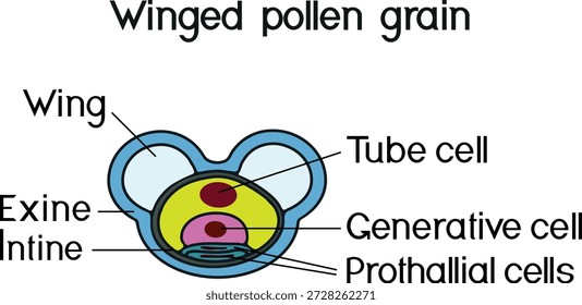 Estructura de grano de polen de abeto sobre fondo blanco