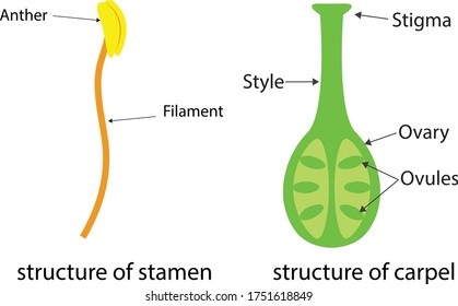 structure of stamen and carpel