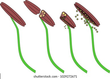 Structure of stamens of flowering plants