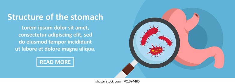 Structure of the stomach banner horizontal concept. Flat illustration of structure of the stomach banner horizontal vector concept for web