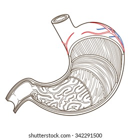 Structure of stomach medical educational vector illustration. Medicine science