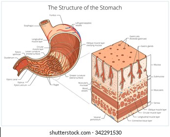 Estructura de la ilustración de los vectores de educación médica de estómago. Ciencias de la medicina