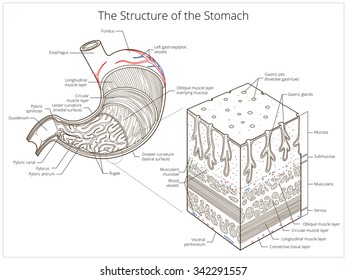 Structure of stomach medical educational vector illustration. Medicine science