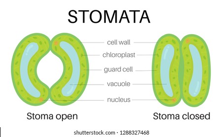 Stomata Hd Stock Images Shutterstock