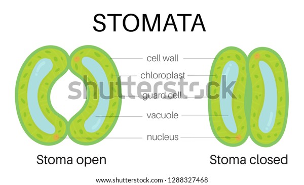 Structure Stomata Stock Vector (Royalty Free) 1288327468 | Shutterstock