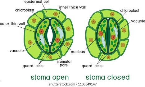 Structure of stomatal complex with open and closed stoma with titles