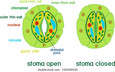 Structure Stomata Images Stock Photos Vectors Shutterstock