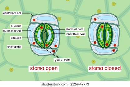 Structure of stomatal complex with open and closed stoma