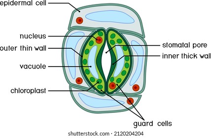 Structure of stomatal complex with open stoma isolated on white background