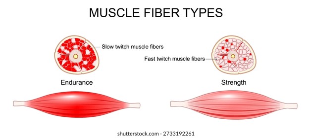 Struktur der Kraft und Ausdauer Muskeln. Schnelle Twitch Muskelfasern und Langsame Twitch Muskelfasern. Vektorgrafik. Medizinisches Diagramm
