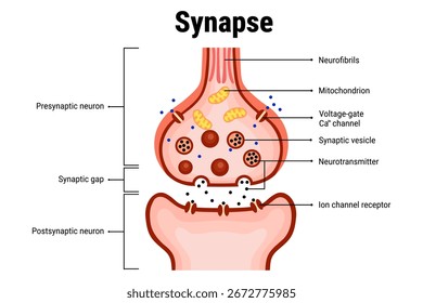 Struktur des Synapse-Diagramms für die Bildungsanzeige 