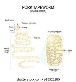 tapeworm diagram strobila