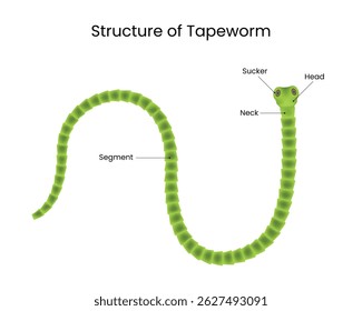 Structure of Tapeworm Detailed Anatomical