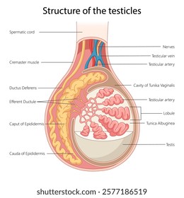 structure of the testicle, including labeled parts like ducts, lobules, and vessels diagram hand drawn schematic vector illustration. Medical science educational illustration