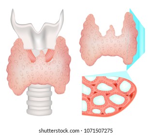 Structure of the thyroid gland. Histological structure of Thryoid follicle. 