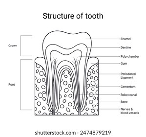 Structure of tooth human in line style design for medical