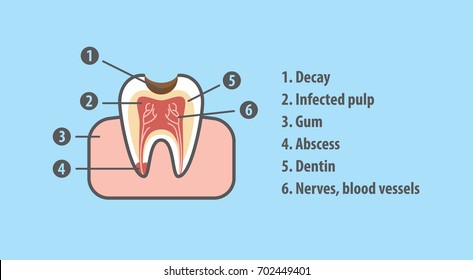 Structure of tooth illustration vector on blue background. Dental concept.