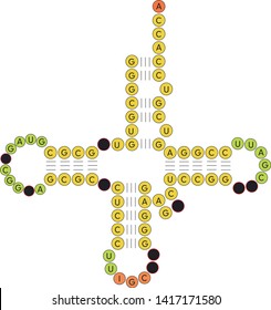 Structure Of Transfer RNA (tRNA)