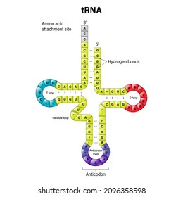 Structure of tRNA. Two-dimensional structure. Transfer RNA is a small RNA molecule that participates in protein synthesis.