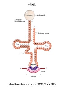 Structure Of TRNA. Two-dimensional Structure. Transfer RNA Is A Small RNA Molecule That Participates In Protein Synthesis. Amino Acid. MRNA.