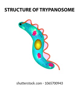 The structure of trypanosome. Infographics. Vector illustration on isolated background.