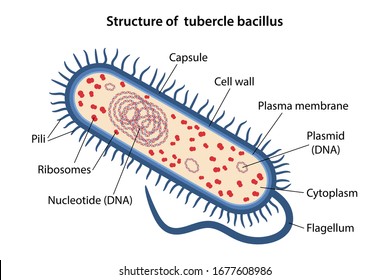 A tubercle bacillus parazita. Trichinosis - mi ez? Tünetek, fertőzés, kezelés, megelőzés módjai