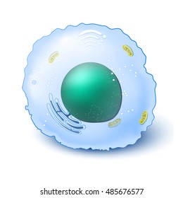 Structure of a typical animal cell. isolated on white background