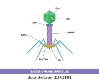 Structure Typical Bacteriophage Virus Stock Vector (Royalty Free ...