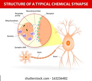 Structure of a typical chemical synapse. neurotransmitter release mechanisms. Neurotransmitters are packaged into synaptic vesicles transmit signals from a neuron to a target cell across a synapse. 