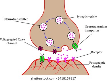 Structure of a typical chemical synapse.Vector illustration.